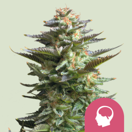 RQSFEM1006 - ROYAL QUEEN SEEDS - AMNESIA HAZE FEM | 1 SEME