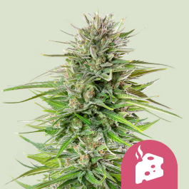 RQSFEM5024 - ROYAL QUEEN SEEDS - BLUE CHEESE FEM | 5 SEMI