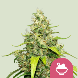 RQSFEM003065 - ROYAL QUEEN SEEDS - BLUE GELATO FEM (USA PREMIUM) | 3 SEMI