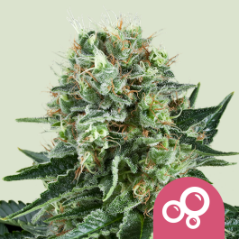 RQSFEM10023 - ROYAL QUEEN SEEDS - BUBBLE KUSH FEM | 10 SEMI