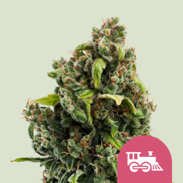 RQSFEM05028 - ROYAL QUEEN SEEDS - CANDY KUSH EXPRESS FAST FEM | 5 SEMI