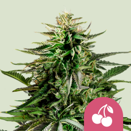 RQSFEM003075 - ROYAL QUEEN SEEDS - CHERRY PIE FEM (USA PREMIUM) | 3 SEMI