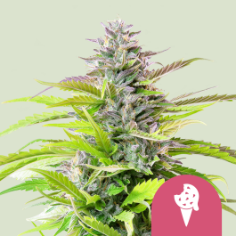 RQSFEM3049 - ROYAL QUEEN SEEDS - COOKIES GELATO FEM (USA PREMIUM) | 3 SEMI