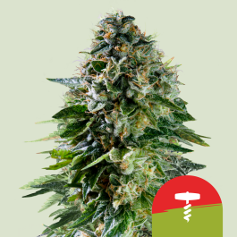 RQSAUT001089 - ROYAL QUEEN SEEDS - CORKSCREW AUTO FEM (TYSON SEEDS) | 1 SEME