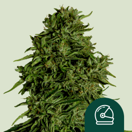 RQSF1AUT003074 - ROYAL QUEEN SEEDS - COSMOS F1 AUTOFLOWERING CBD | 3 SEMI