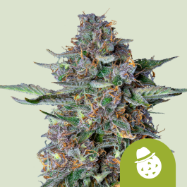 RQSAUT10030 - ROYAL QUEEN SEEDS - DO-SI-DOS AUTOMATIC FEM | 10 SEMI