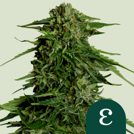 RQSF1AUT005070 - ROYAL QUEEN SEEDS - EPSILON F1 AUTOFLOWERING | 5 SEMI