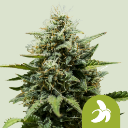 RQSAUT03058 - ROYAL QUEEN SEEDS - FAT BANANA AUTOMATIC FEM (USA PREMIUM) | 3 SEMI
