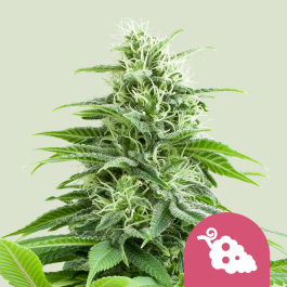 RQSFEM03003 - ROYAL QUEEN SEEDS - FRUIT SPIRIT FEM | 3 SEMI