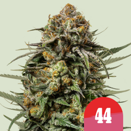 RQSFEM005084 - ROYAL QUEEN SEEDS - GELATO 44 FEM (TYSON SEEDS) | 5 SEMI