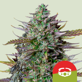 RQSAUT001088 - ROYAL QUEEN SEEDS - GOAT'LATO AUTO FEM (TYSON SEEDS) | 1 SEME