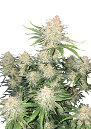 FBS003F9062 - FAST BUDS - FROSTBANGER AUTO FEM | 3 SEMI