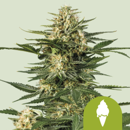 RQSAUT10052 - ROYAL QUEEN SEEDS - GREEN GELATO AUTOMATIC (USA PREMIUM) | 10 SEMI