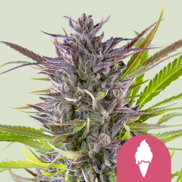 RQSFEM05040 - ROYAL QUEEN SEEDS - GREEN GELATO FEM (USA PREMIUM) | 5 SEMI