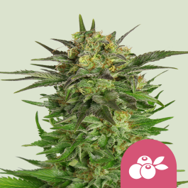 RQSFEM10020 - ROYAL QUEEN SEEDS - HAZE BERRY FEM | 10 SEMI