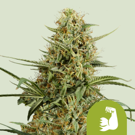RQSAUT10027 - ROYAL QUEEN SEEDS - HULKBERRY AUTOMATIC FEM (USA PREMIUM) | 10 SEMI
