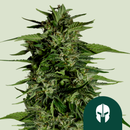 RQSF1AUT005073 - ROYAL QUEEN SEEDS - HYPERION F1 AUTOFLOWERING | 5 SEMI