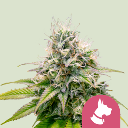 RQSFEM05019 - ROYAL QUEEN SEEDS - KALI DOG FEM | 5 SEMI