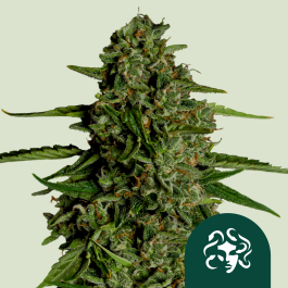 RQSF1AUT005071 - ROYAL QUEEN SEEDS - MEDUSA F1 AUTOFLOWERING | 5 SEMI