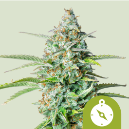 RQSAUT03007 - ROYAL QUEEN SEEDS - NORTHERN LIGHT AUTOMATIC | 3 SEMI