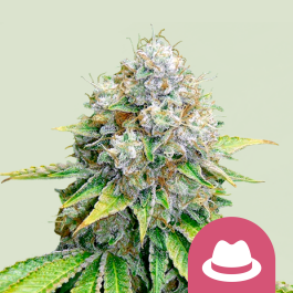RQSFEM05017 - ROYAL QUEEN SEEDS - OG KUSH FEM | 5 SEMI