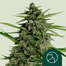 RQSF1AUT005069 - ROYAL QUEEN SEEDS - ORION F1 AUTOFLOWERING | 5 SEMI