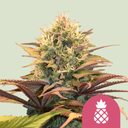 RQSFEM05025 - ROYAL QUEEN SEEDS - PINEAPPLE KUSH FEM | 5 SEMI