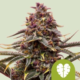 RQSAUT003100 - ROYAL QUEEN SEEDS - PINK MIST AUTO FEM | 3 SEMI