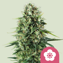 RQSFEM03004 - ROYAL QUEEN SEEDS - POWER FLOWER FEM | 3 SEMI