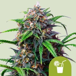 RQSAUT003099 - ROYAL QUEEN SEEDS - PURPLE LEMONADE AUTO FEM | 3 SEMI