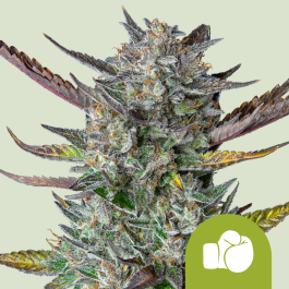 RQSAUT05032 - ROYAL QUEEN SEEDS - PURPLE PUNCH AUTOMATIC FEM (USA PREMIUM) | 5 SEMI