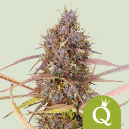 RQSAUT03053 - ROYAL QUEEN SEEDS - PURPLE QUEEN AUTOMATIC (USA PREMIUM) | 3 SEMI