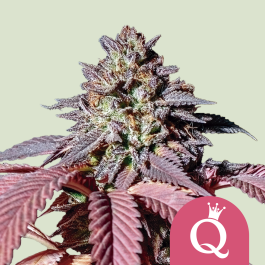 RQSFEM03037 - ROYAL QUEEN SEEDS - PURPLE QUEEN FEM (USA PREMIUM) | 3 SEMI
