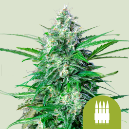 RQSAUT05008 - ROYAL QUEEN SEEDS - ROYAL AK AUTOMATIC FEM | 5 SEMI