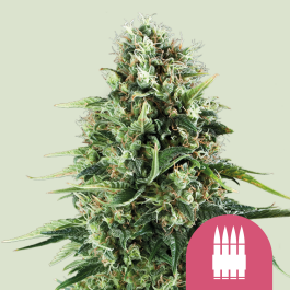 RQSFEM10026 - ROYAL QUEEN SEEDS - ROYAL AK FEM | 10 SEMI