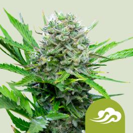 RQSAUT01009 - ROYAL QUEEN SEEDS - ROYAL BLUEMATIC AUTO FEM | 1 SEME