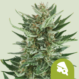 RQSAUT10013 - ROYAL QUEEN SEEDS - ROYAL CHEESE AUTOMATIC FEM | 10 SEMI