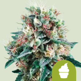 RQSAUT03011 - ROYAL QUEEN SEEDS - ROYAL CREAMATIC AUTO FEM | 3 SEMI