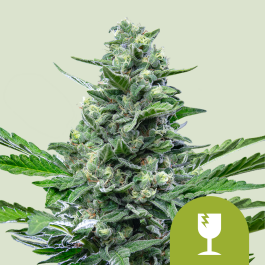 RQSAUT05005 - ROYAL QUEEN SEEDS - ROYAL CRITICAL AUTOMATIC FEM | 5 SEMI
