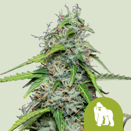 RQSAUT10021 - ROYAL QUEEN SEEDS - ROYAL GORILLA AUTOMATIC FEM (USA PREMIUM) | 10 SEMI