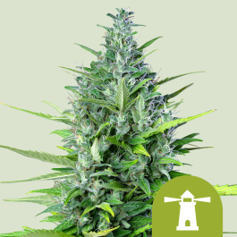 RQSAUT05006 - ROYAL QUEEN SEEDS - ROYAL HAZE AUTOMATIC FEM | 5 SEMI