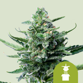 RQSAUT05015 - ROYAL QUEEN SEEDS - ROYAL JACK AUTOMATIC FEM | 5 SEMI