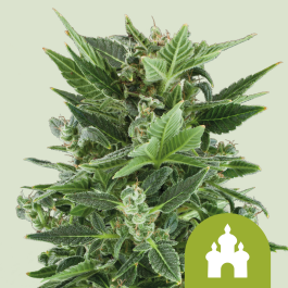 RQSAUT05004 - ROYAL QUEEN SEEDS - ROYAL KUSH AUTOMATIC FEM | 5 SEMI