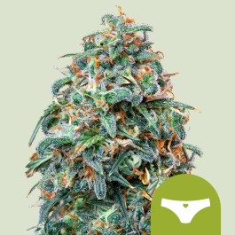 RQSAUT03029 - ROYAL QUEEN SEEDS - SHERBET QUEEN AUTOMATIC FEM | 3 SEMI