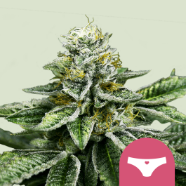 RQSFEM10041 - ROYAL QUEEN SEEDS - SHERBET QUEEN FEM (USA PREMIUM) | 10 SEMI
