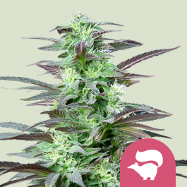 RQSFEM03009 - ROYAL QUEEN SEEDS - SKUNK XL FEM | 3 SEMI