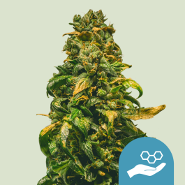 RQSCBD01010 - ROYAL QUEEN SEEDS - SOLOMATIC CBD AUTO FEM | 1 SEME