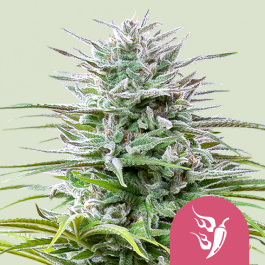 RQSFEM03029 - ROYAL QUEEN SEEDS - SPEEDY CHILE FAST FLOWERING FEM | 3 SEMI