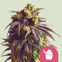 RQSFEMSDR005 - ROYAL QUEEN SEEDS - SUNDAE DRIVER FEM (USA PREMIUM) | 5 SEMI