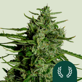 RQSF1AUT005068 - ROYAL QUEEN SEEDS - TITAN F1 AUTOFLOWERING | 5 SEMI